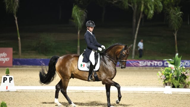 oro adiestramiento ecuestre